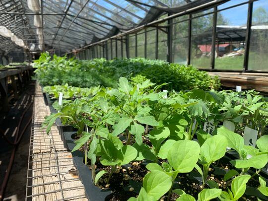 plant-identifier-app